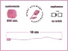 RÓŻOWE JASNE 500 szt. łączniki do metek ręczne plomby odzieżowe LIGHT PINK